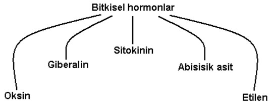 Bitki Hormonlar