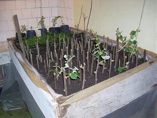 Çelik Köklendirme Hormonu Önemi