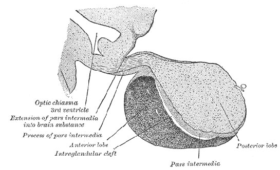 Antidiretik Hormon