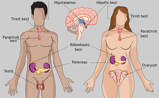 Hormon Sistemi