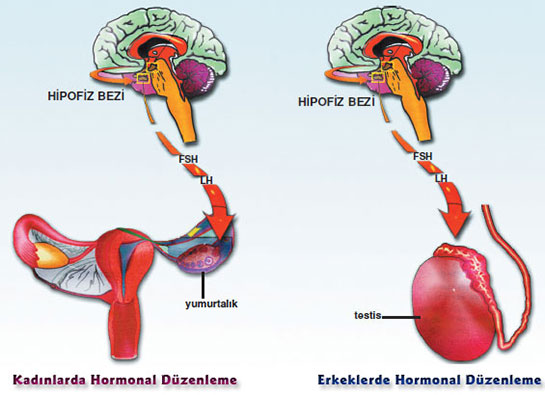 Progesteron Hormonu