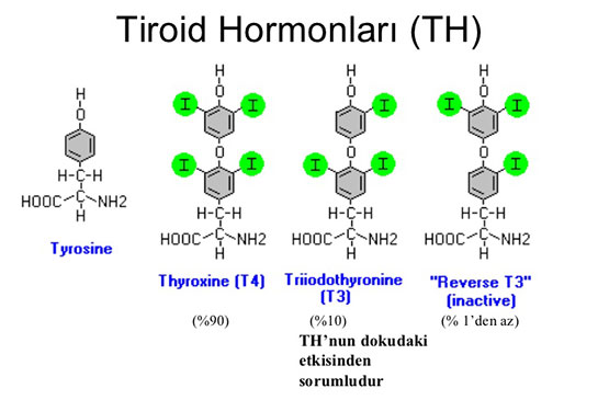 Tiroid Hormonu