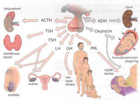 Tsh Hormonu